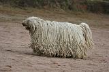 KOMONDOR 101